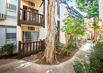 A tree in a courtyard of a building.